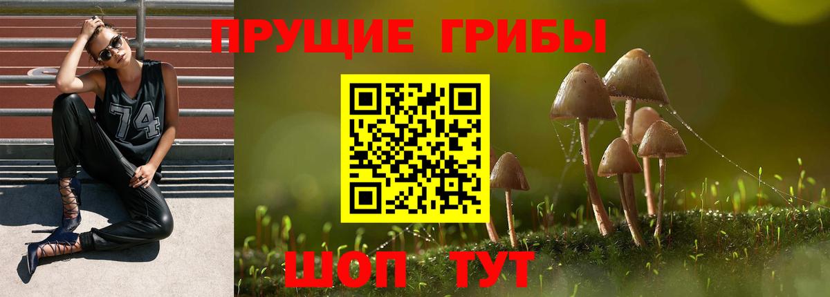 Галлюциногенные грибы Psilocybe Люберцы